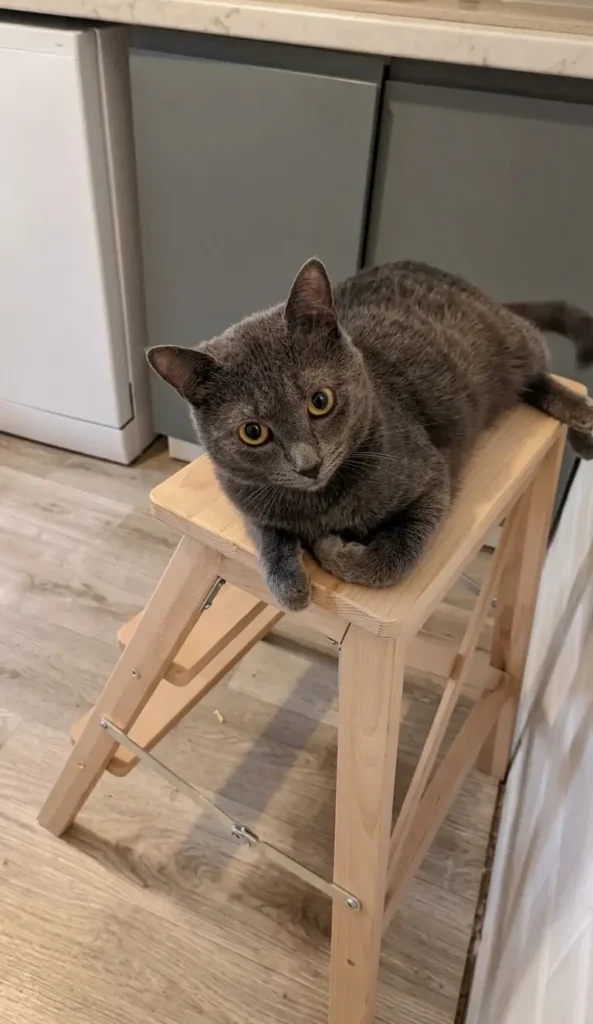 Merdevine Ikea mačka
